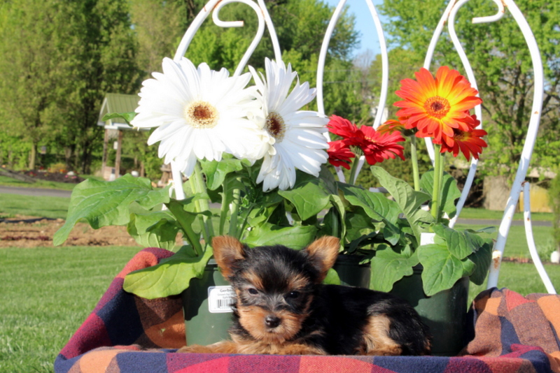 puppy, for, sale, Yorkshire Terrier, Matthew B. Stoltzfus, dog, breeder, Gap, PA, dog-breeder, puppy-for-sale, forsale, nearby, find, puppyfind, locator, puppylocator, aca